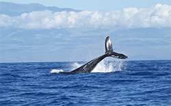 Observer les baleines à Vancouver au Canada