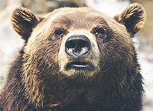 Les animaux sauvages au Canada