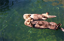 Aquarium de Vancouver au Canada